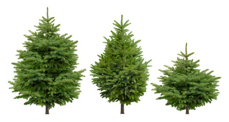 Cutout pine tree. Set of conifers isolated on white background. High quality clipping mask for professional composition. Evergreen tree. - obrazy, fototapety, plakaty