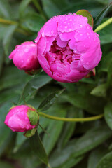 Pink peony with raindrops close - up view. Peony with water drops close - up view