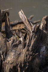 A scenic closeup shot of a append old wooden tree texture on a blurred background