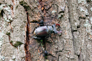 The stag beetle. A beetle in the red book. A very rare beetle.