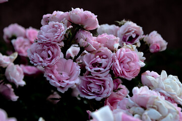 Cluster of Pink Roses