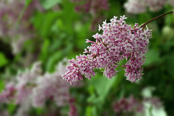 An inflorescence of Hungarian lilac on a blurred background of green vegetation, the Latin name is...