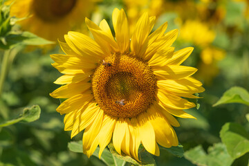 Obraz premium Sonnenblume
