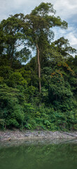 Fototapeta na wymiar Vertical rain forest scenic of jungle and river in tropical with cloudy sky background.