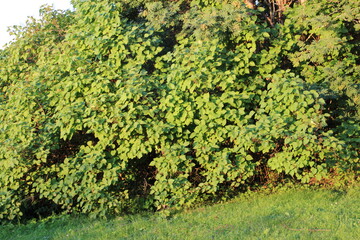 Fototapeta na wymiar large lilac bush in the sun