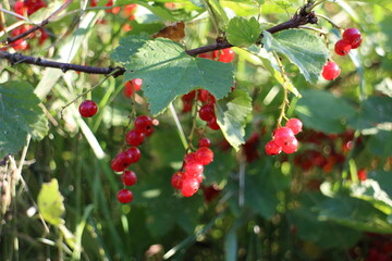 branches of a red currant bush in the sun