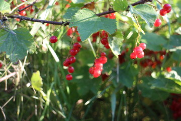 branches of a red currant bush in the sun