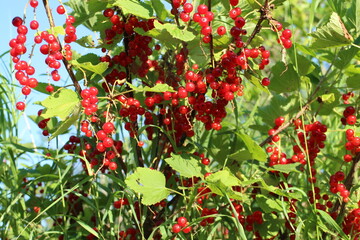 branches of a red currant bush in the sun