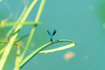 Blauflügel Prachtlibelle