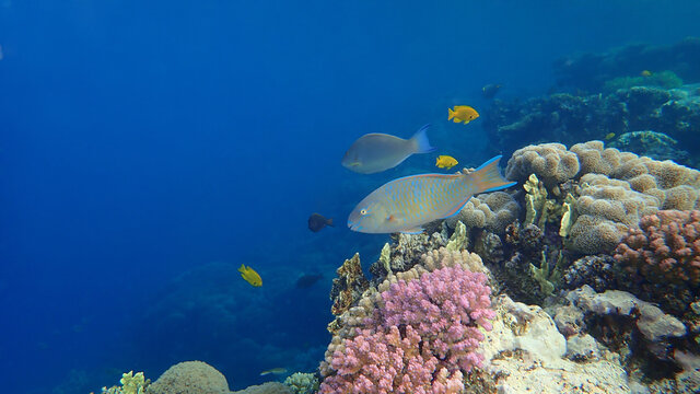 Blue-barred parrotfish or blue trim parrotfish, cream parrotfish (Scarus ghobban) female undersea, Red Sea, Egypt, Sharm El Sheikh, Nabq Bay
