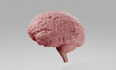 Human brain on white background 3d illustration