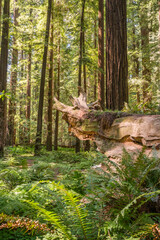 Redwood Forest
