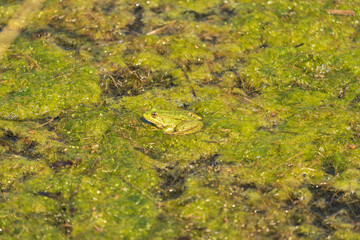Frosch im Teich