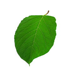 One green leaf isolated on a white background.