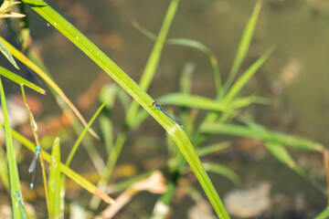 Blauflügel Prachtlibelle