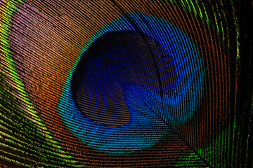 macro image of peacock feather,Peacock Feather