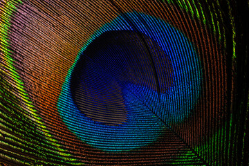 Obraz premium macro image of peacock feather,Peacock Feather