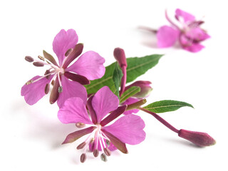 Hoary willowherb (Epilobium parviflorum)