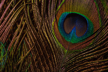 macro image of peacock feather,Peacock Feather