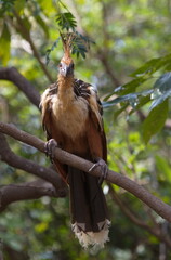 Bizarre colorful Hoatzin (Opisthocomus hoazin) sitting on branch looking directly at camera, Bolivia
