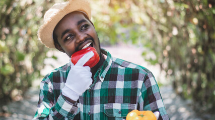 Fototapeta premium African farmer is eating delicious bell peppers in an organic farm