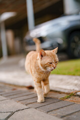 cat on the street