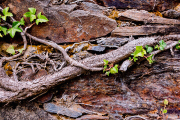 Old stone wall with roots