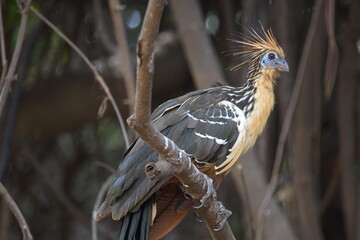 Bizarre colorful Hoatzin (Opisthocomus hoazin) sitting on branch with focus on eye, Bolivia