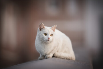 A cute white cat with yellow eyes sitting on the background of a pink old city building