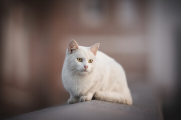 Fototapeta na wymiar A cute white cat with yellow eyes sitting on the background of a pink old city building
