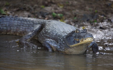 Closeup of Black Caiman (Melanosuchus niger) entering water from riverbank, Bolivia