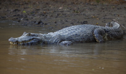 Closeup portrait of Black Caiman (Melanosuchus niger) entering water from riverbank, Bolivia
