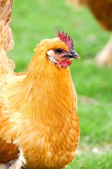 Nahaufnahme Hühnchen