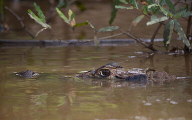 Closeup portrait of Black Caiman (Melanosuchus niger) with head and eye submerged in water, Bolivia