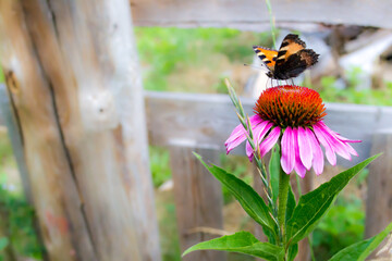 Echinacea flower blooming. Medicinal herbs