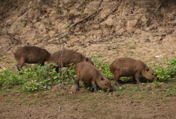 Family of Capybara (Hydrochoerus hydrochaeris) feeding and resting on riverbank, Bolivia.
