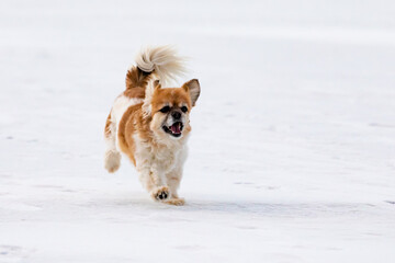 Happy Cavalier King Charles Spaniel Dog Running