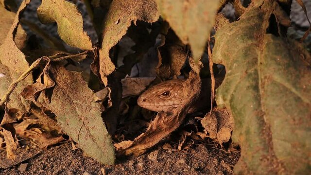 snake or lizard.
European Glass lizard hiding among the leaves.
It's also called sheltopusik or legless lizard (pseudopus apodus)
Its characteristic: possessing eyelids.
Amazingly camouflaged reptile