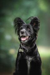 Classic portrait of a funny and cheerful black mixed breed dog on the background of a green city Park