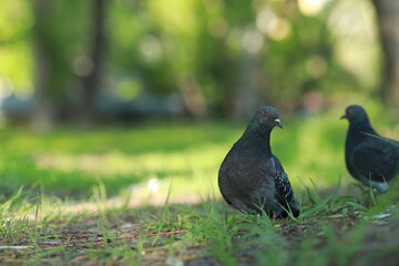 A bird standing on top of a grass covered field