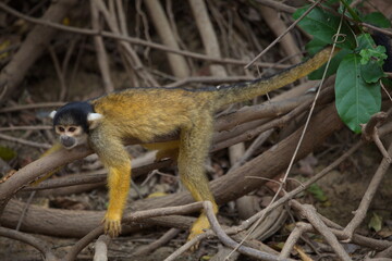 Obraz premium Closeup portrait of Golden Squirrel Monkey (Saimiri sciureus) resting on branch, Bolivia.