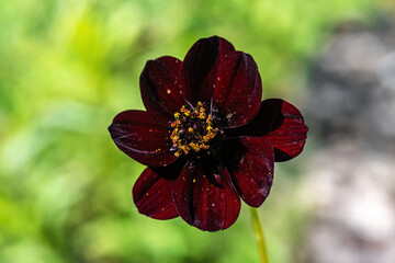 Flower of the Chocolate Cosmos (Cosmos atrosanguineus)