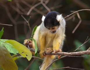 Closeup of baby Golden Squirrel Monkey (Saimiri sciureus) looking down from branch, Bolivia.