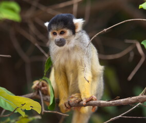 Closeup portrait of baby Golden Squirrel Monkey (Saimiri sciureus) sitting on branch, Bolivia.