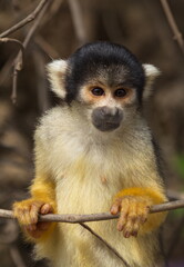 Closeup portrait of cute baby Golden Squirrel Monkey (Saimiri sciureus) staring at camera from close branch, Bolivia.