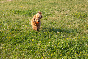 Young active dog plays with a ball in the park. A beautiful thoroughbred red poodle runs on the grass with an orange ball in its mouth