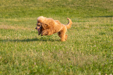 Fototapeta premium Young active dog is playing in a summer park. Beautiful thoroughbred red poodle jumping on green bright grass
