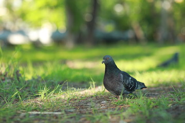 A bird standing on top of a grass covered field