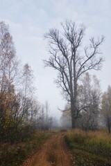 Obraz na płótnie Canvas Autumn trees in the fog in the morning