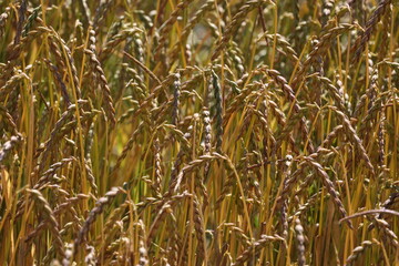 Wheat ears ripen in the field in summer